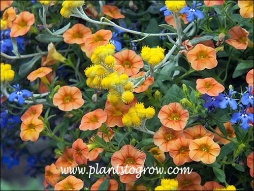 Calibrachoa Dreamsickle growing with Chrysocephalum Flambe Yellow and Lobelia Techno Heat Dark Blue.